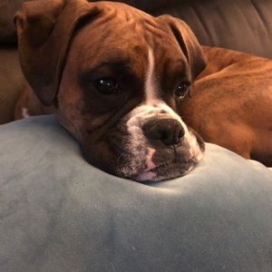 Meet your Posher, Amelia